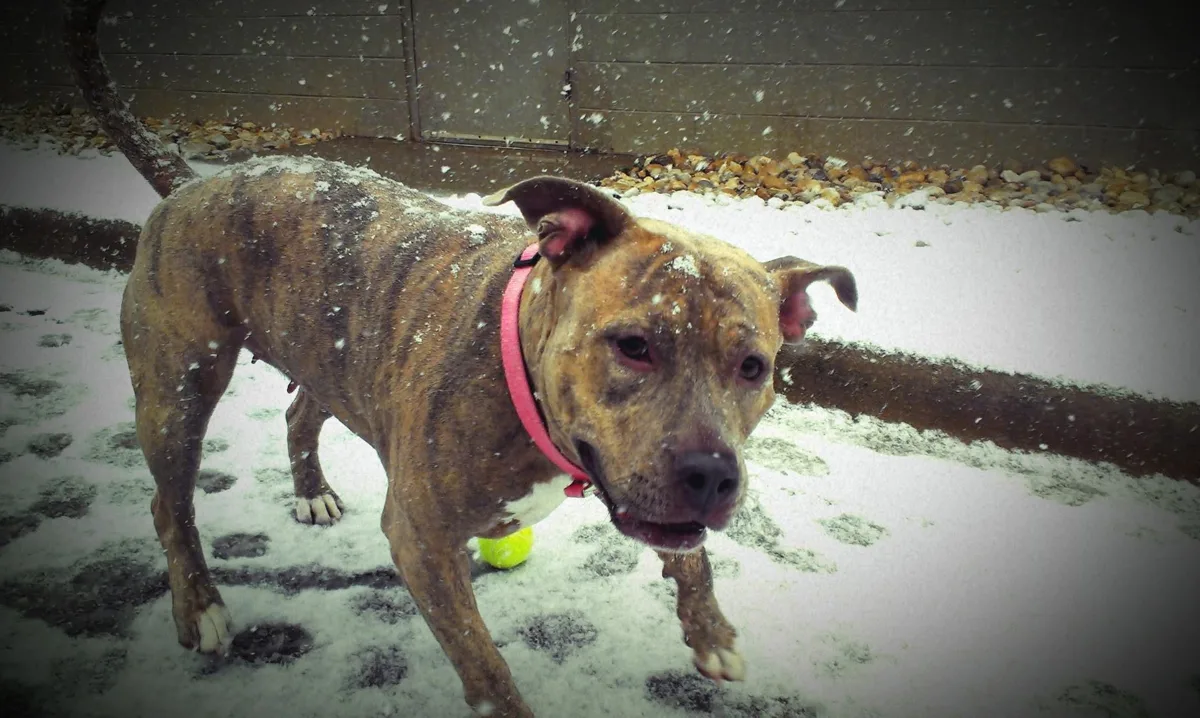 Nova, a brindle pit bull in a pink collar, standing in the snow in a daycare yard with a tennis ball